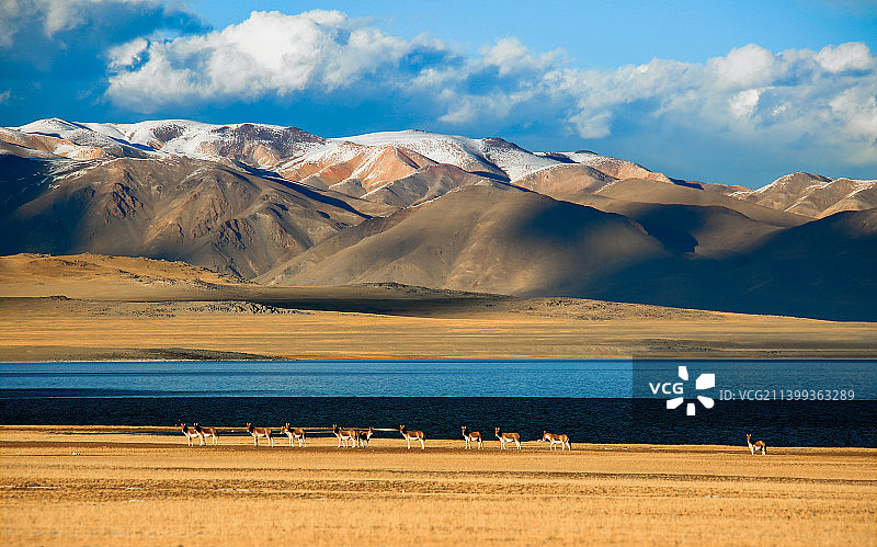 《藏野驴》图片素材