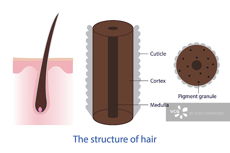 头发结构，白色背景图片素材