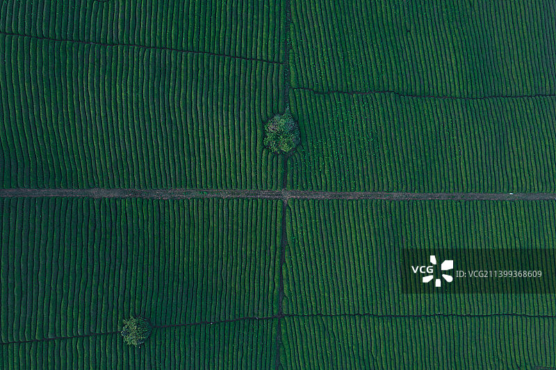 安顺市白茶茶园图片素材