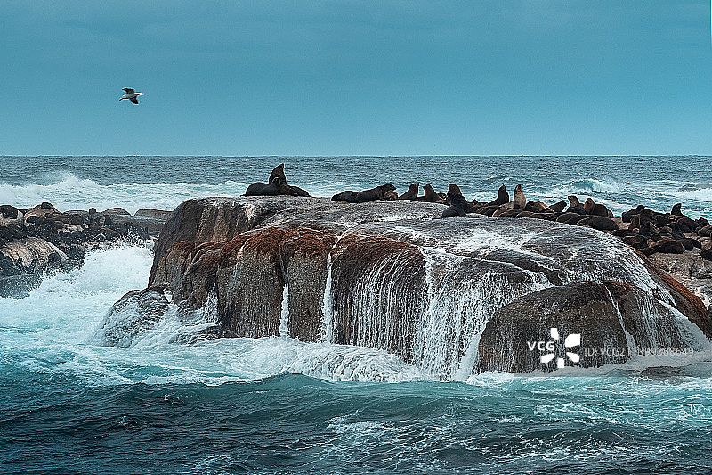 开普敦企鹅岛图片素材
