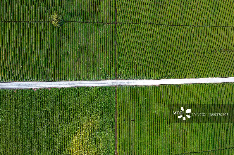 安顺市十二茅坡茶园图片素材