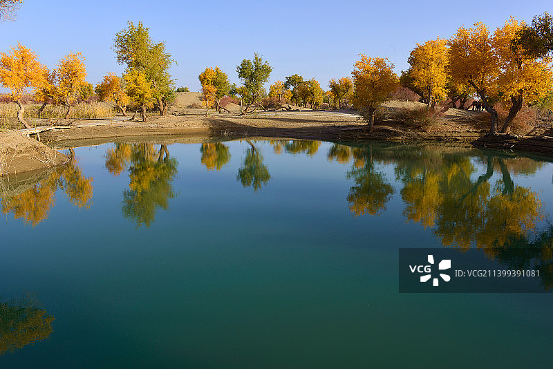 罗布泊人村寨胡杨图片素材