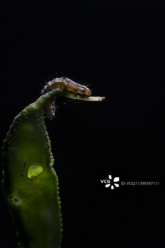 蛾幼虫图片素材