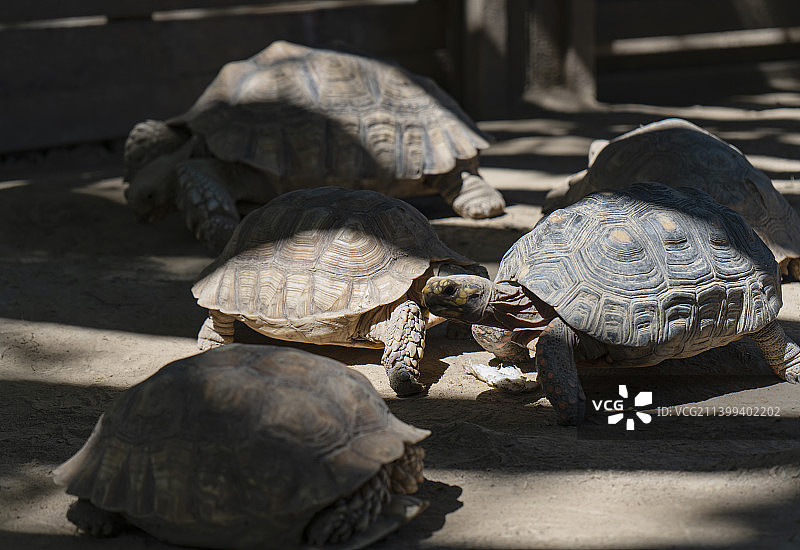 巨大的陆龟 巨型乌龟图片素材