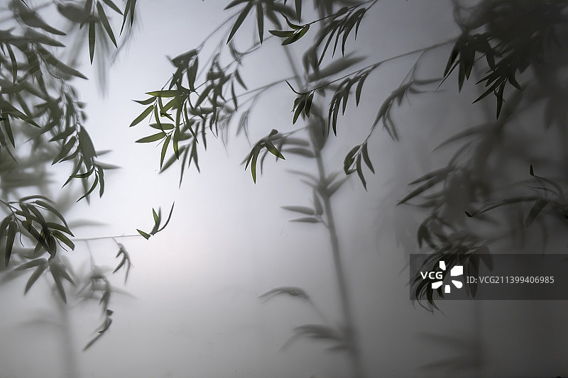 竹影婆娑图片素材