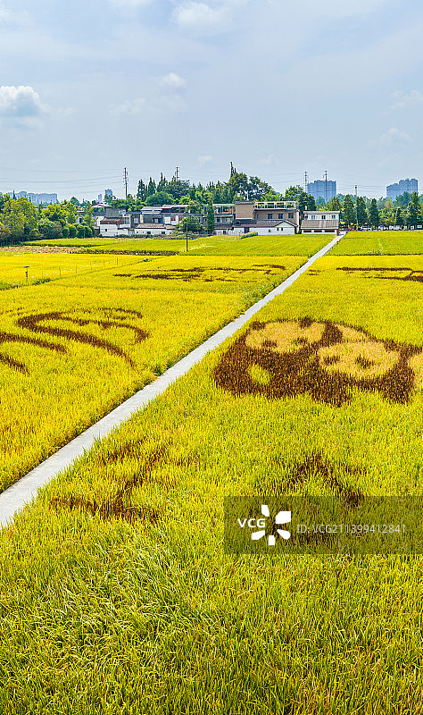 四川成都温江乡村生态稻田农业景观图片素材