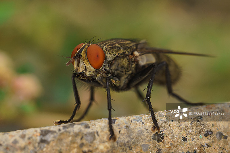 苍蝇特写微距图片素材