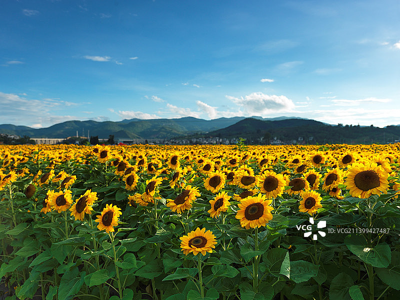 云南省玉溪市华宁县向日葵花海图片素材