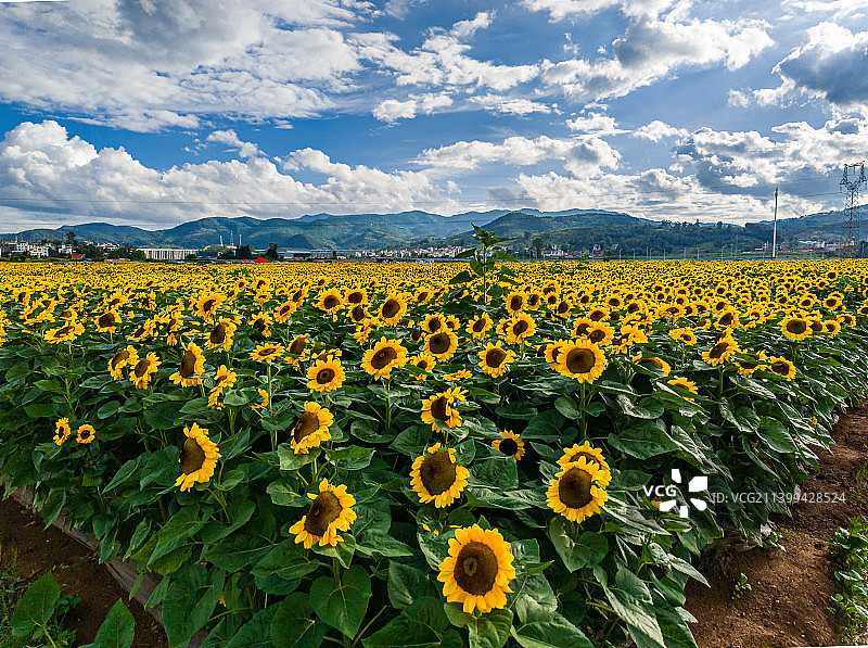 云南省玉溪市华宁县向日葵花海图片素材