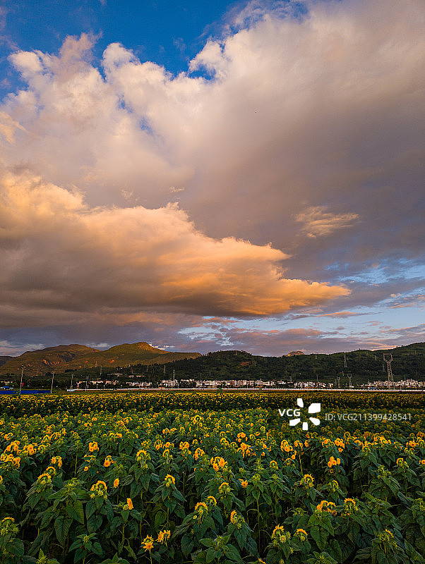 云南省玉溪市华宁县向日葵花海图片素材