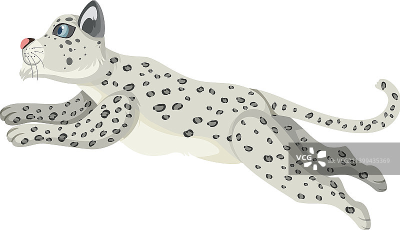 白色背景下的雪豹图片素材