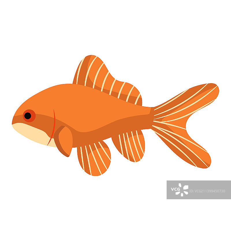 金色鱼类水族馆动物图片素材