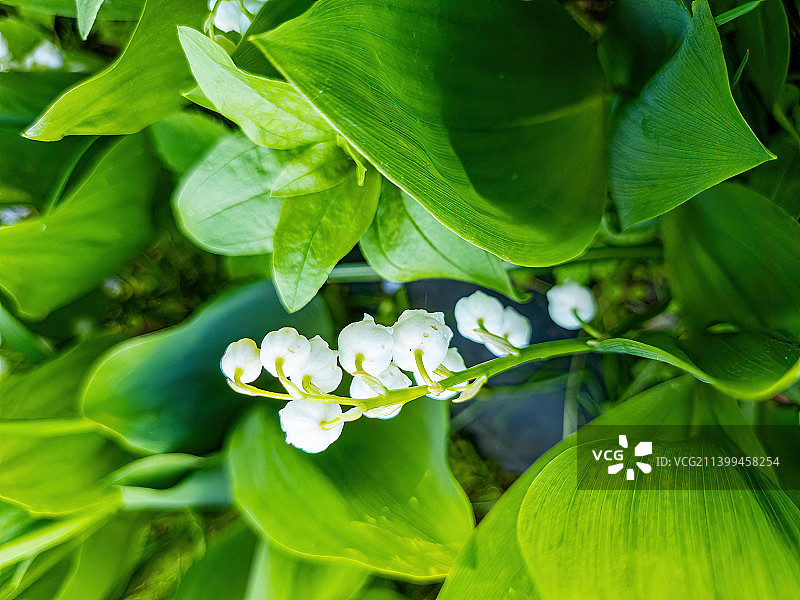 森林里的白色铃兰花特写，俄罗斯图片素材