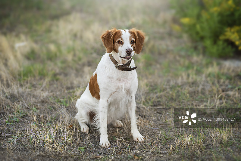平静的史宾格猎犬在田野中图片素材