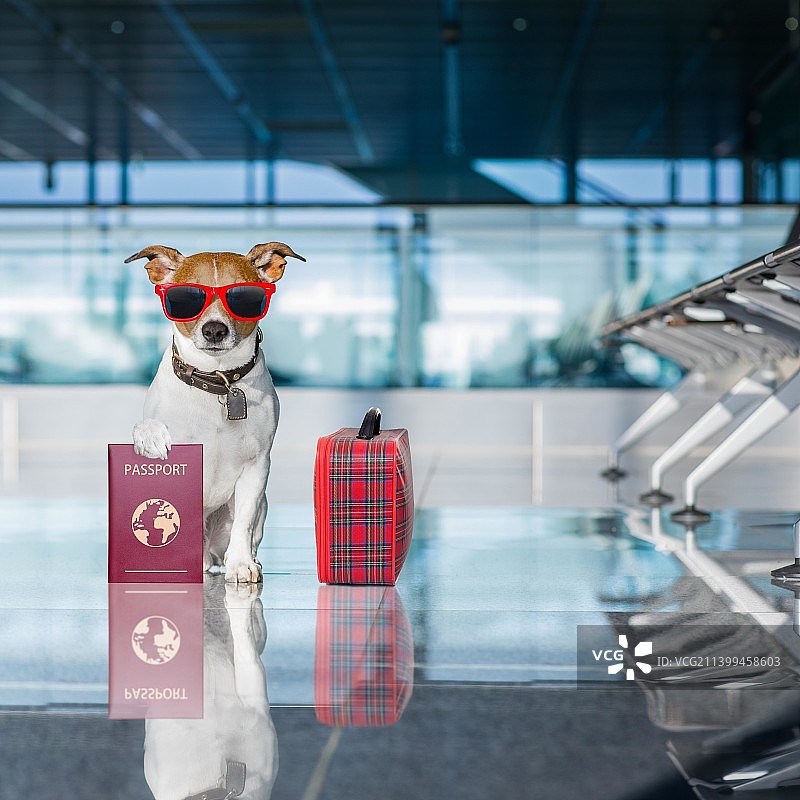 机场里带着行李的快乐旅行者杰克罗素梗图片素材