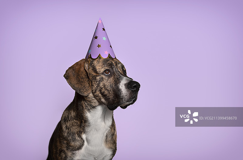 戴着生日帽的可爱马士提夫犬图片素材