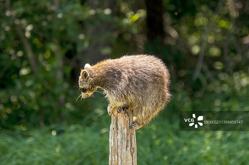 树桩上松鼠的特写镜头图片素材