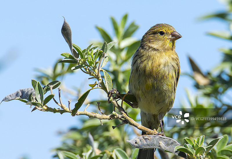 歌雀栖息在西班牙树上的低角度视图图片素材