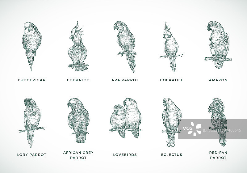 手绘鹦鹉种类图片素材