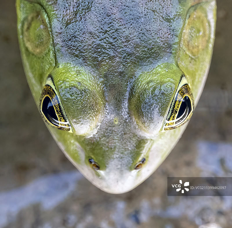 美国亨特利梅多斯公园青蛙的特写肖像图片素材