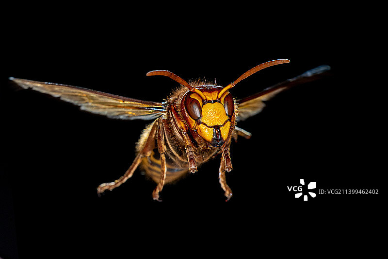 昆虫特写，黑色背景，德国马罗尔德斯魏萨赫图片素材
