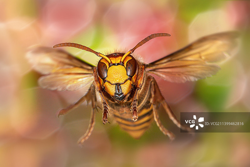 花上的昆虫特写，德国马罗尔茨韦萨赫图片素材