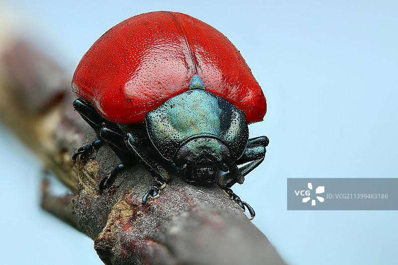 木头上甲虫的特写镜头图片素材