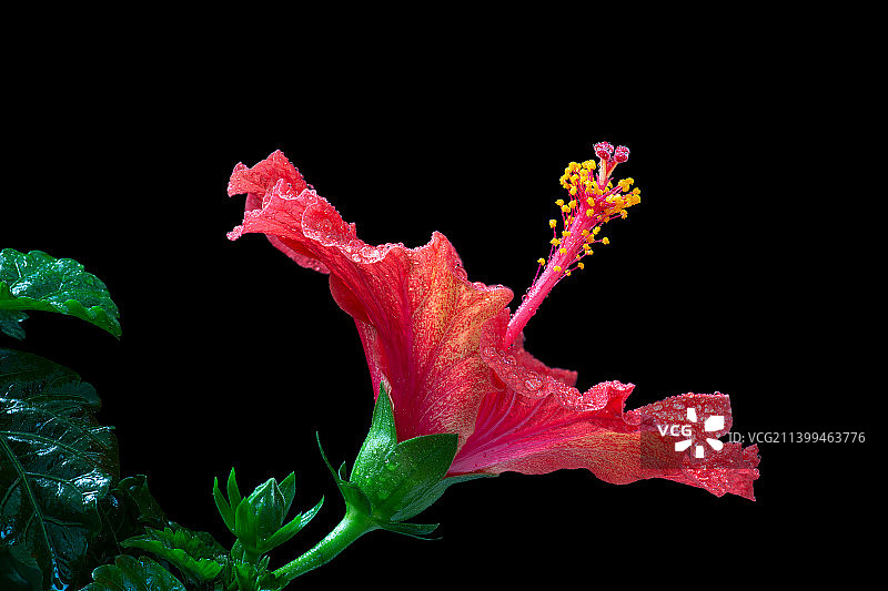 盛开的中国月季花特写图片素材