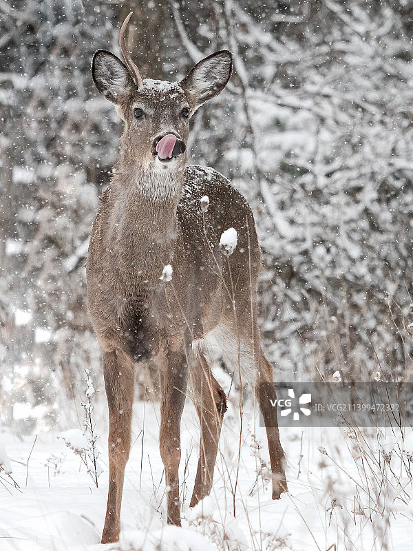 加拿大安大略省渥太华的新鲜雪景图片素材
