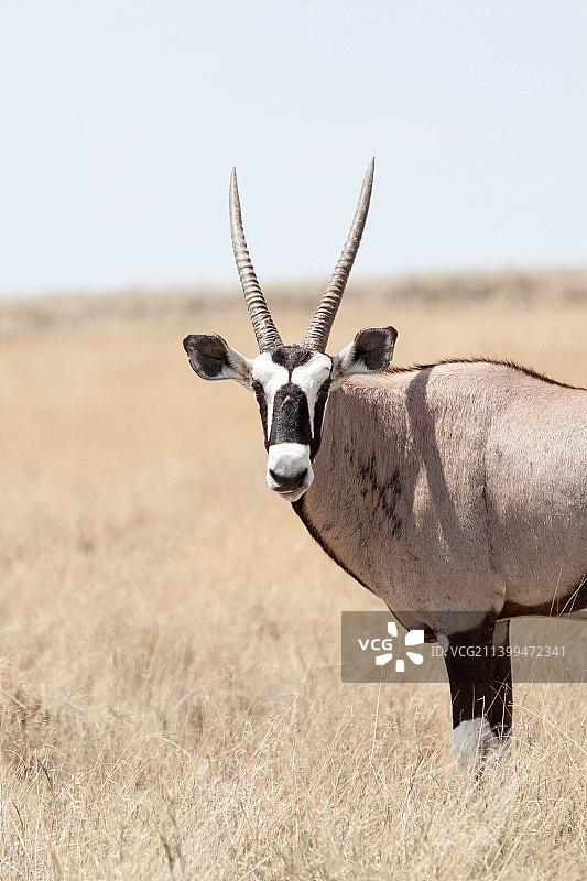 山羊站在纳米比亚埃托沙国家公园田野上的侧视图图片素材