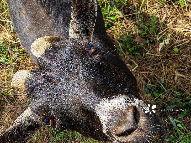 田野里猪的高角度视图图片素材