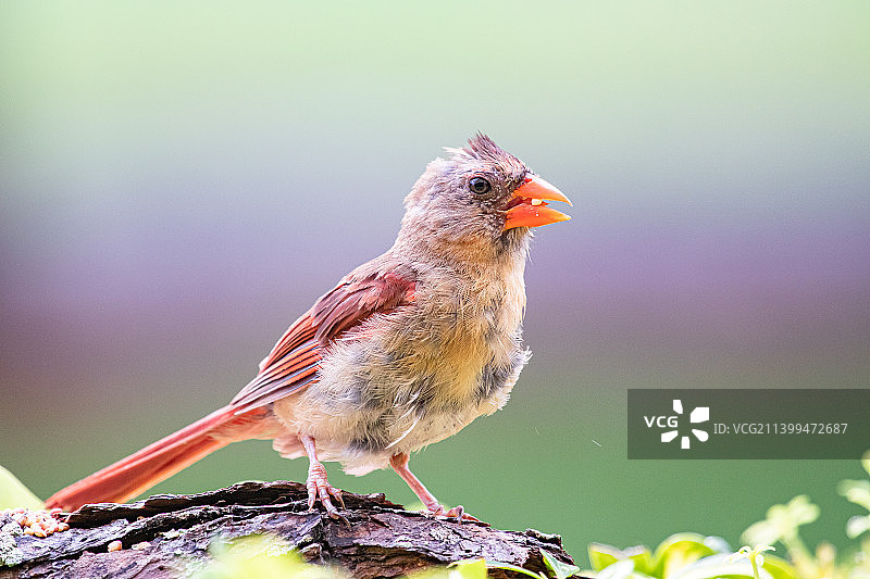 北方红雀栖息树枝特写，美国佛罗里达州帕姆港图片素材