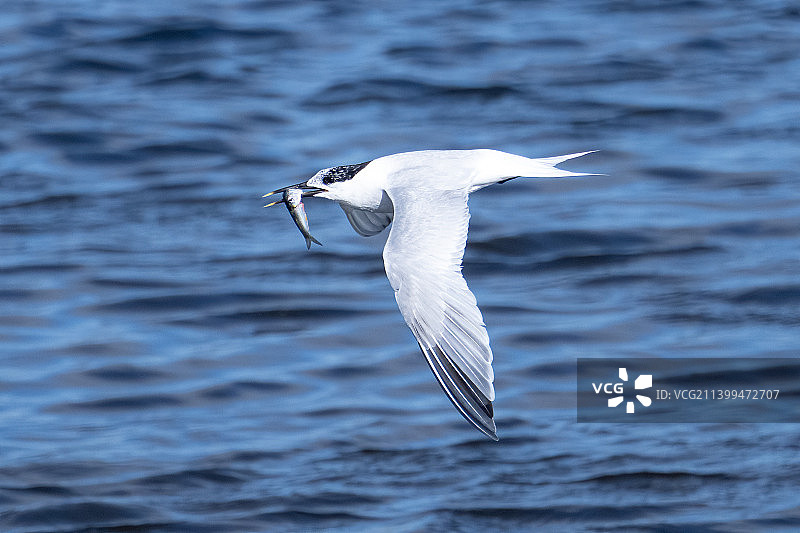 海鸥飞越英国利明顿海面特写图片素材