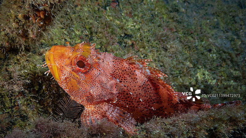褐菖鲉在海中游泳的特写图片素材