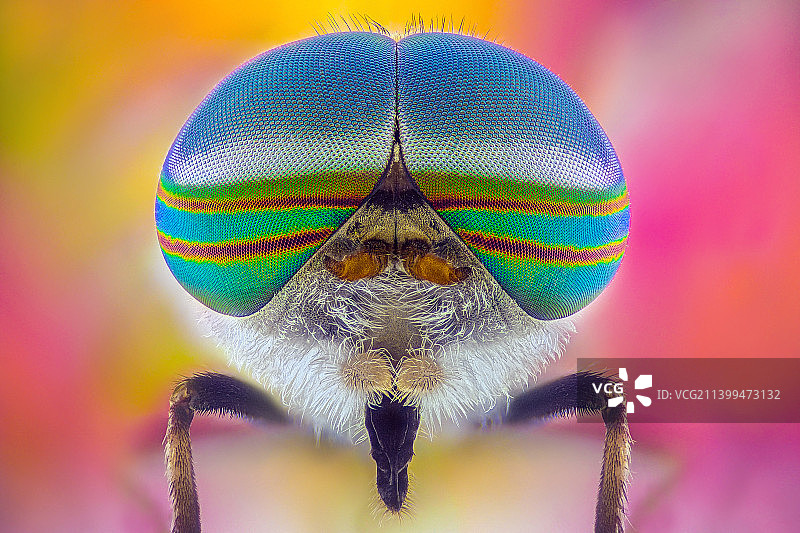 昆虫在树叶上的特写图片素材