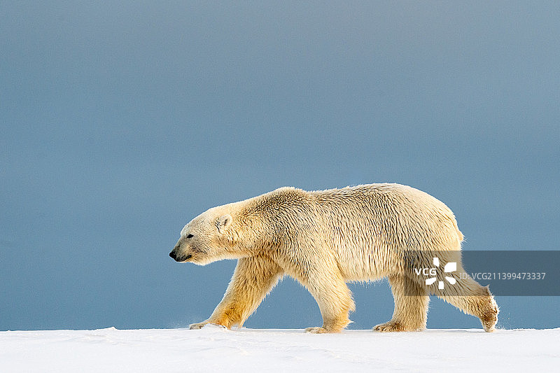 北极国家野生动物保护区雪原上行走的北极熊图片素材