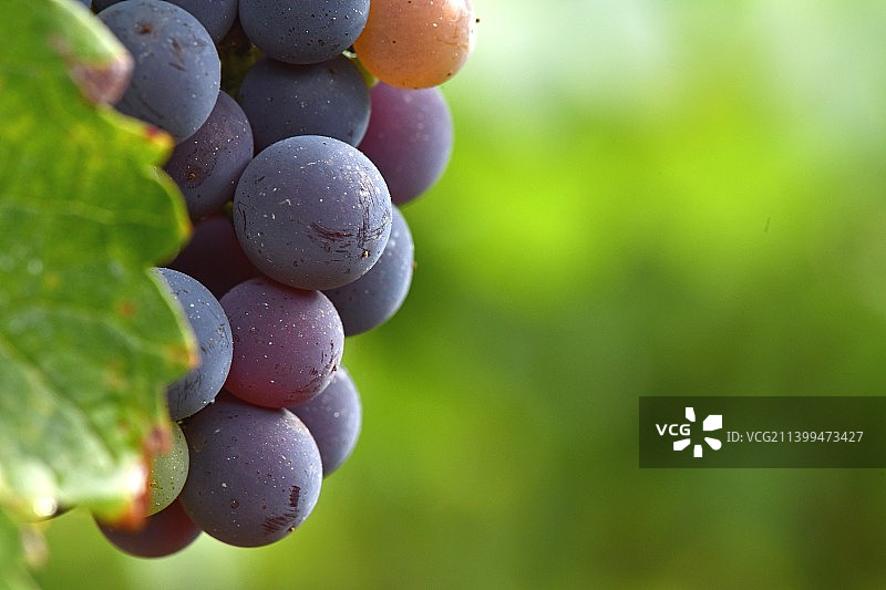 葡萄在葡萄园中生长的特写图片素材