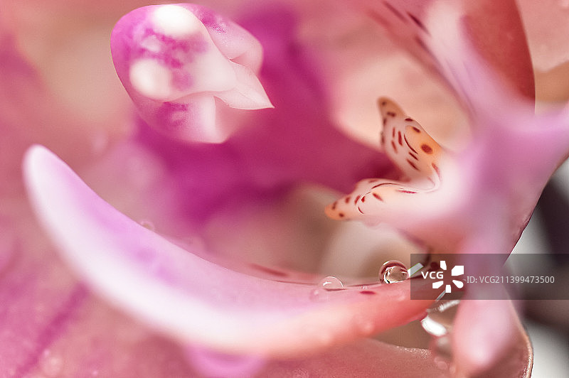 粉红色玫瑰花的特写图片素材