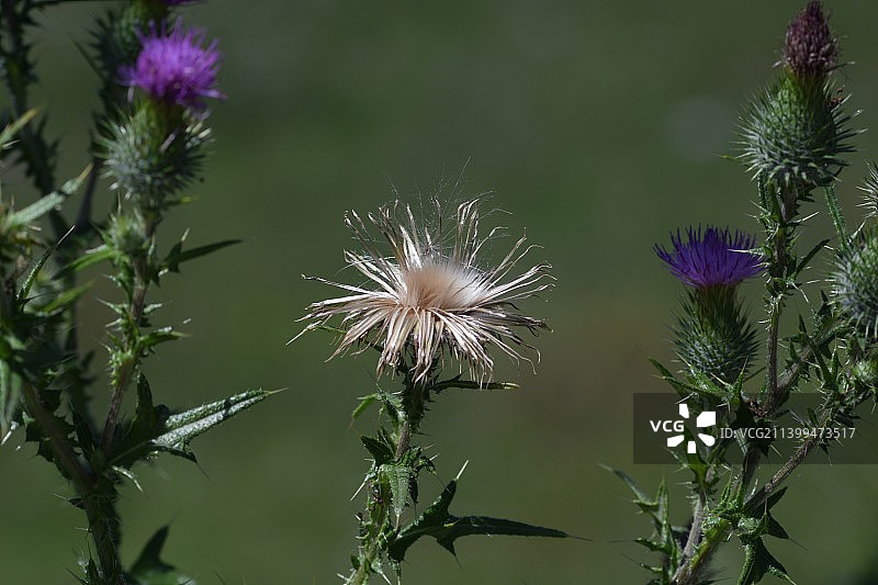 西班牙坎塔布里亚埃莱查斯蓟花的特写图片素材