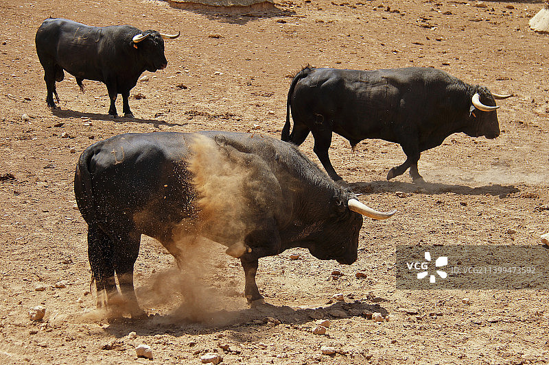 在泥泞农场上奔跑的公牛图片素材