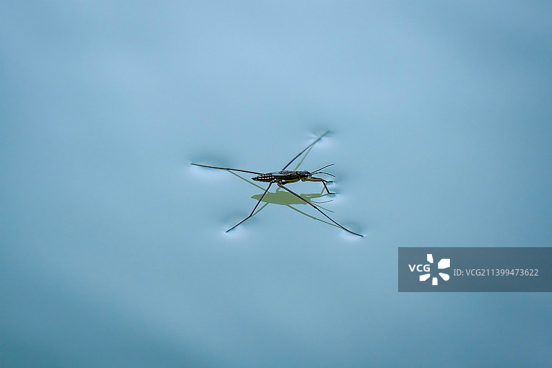 天空背景下的飞行昆虫特写图片素材