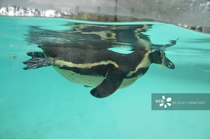 水下海洋的珊瑚礁景色，英国伦敦图片素材