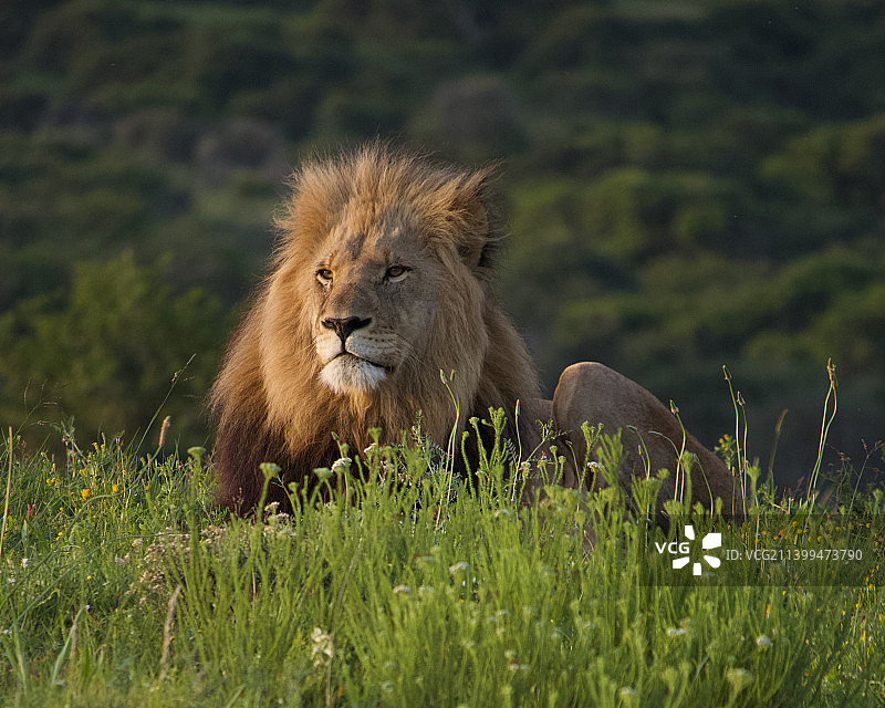 南非幼狮图片素材