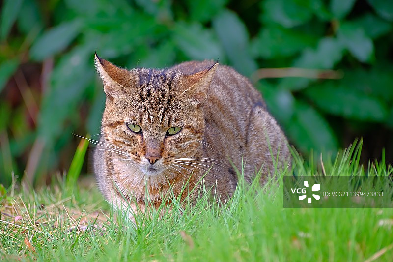 猫咪坐在草地上的画像，中国图片素材