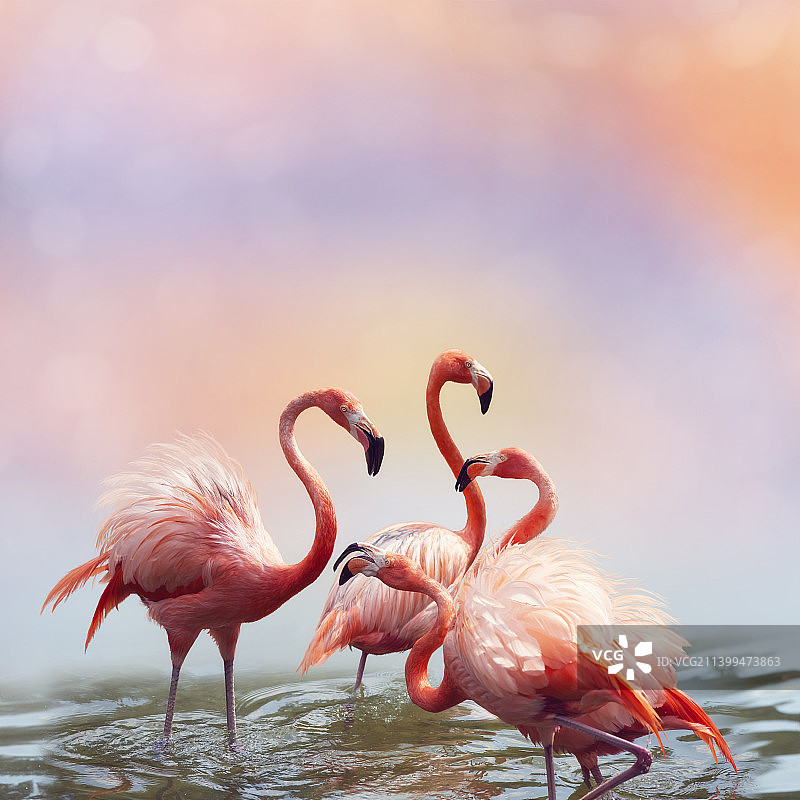 日落时分水中的粉红火烈鸟图片素材