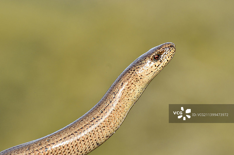 蜥蜴特写，波斯尼亚和黑塞哥维那利夫诺图片素材