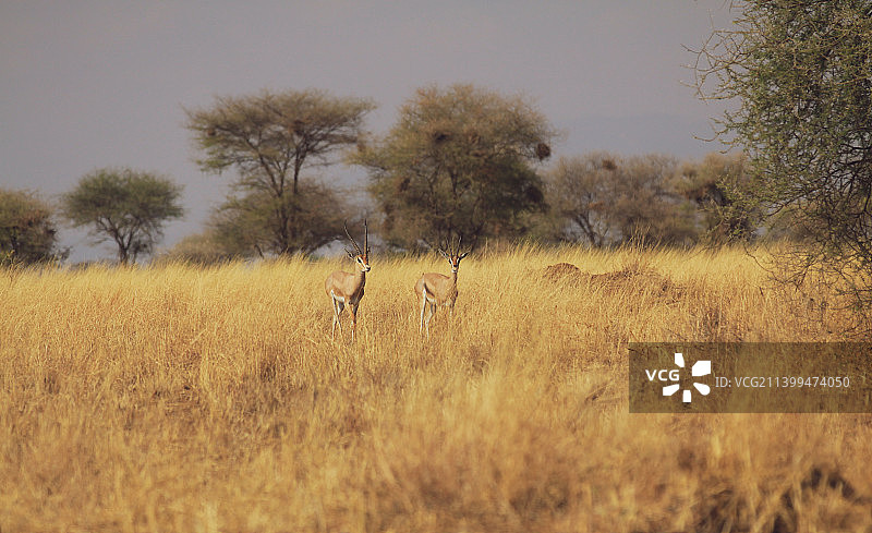 草地上凝望天空的瞪羚景观图片素材