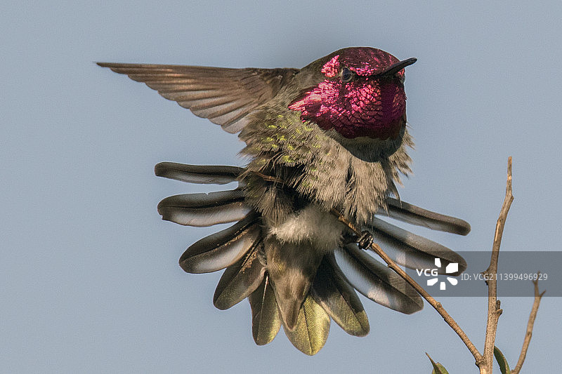尾羽展开的安娜蜂鸟图片素材