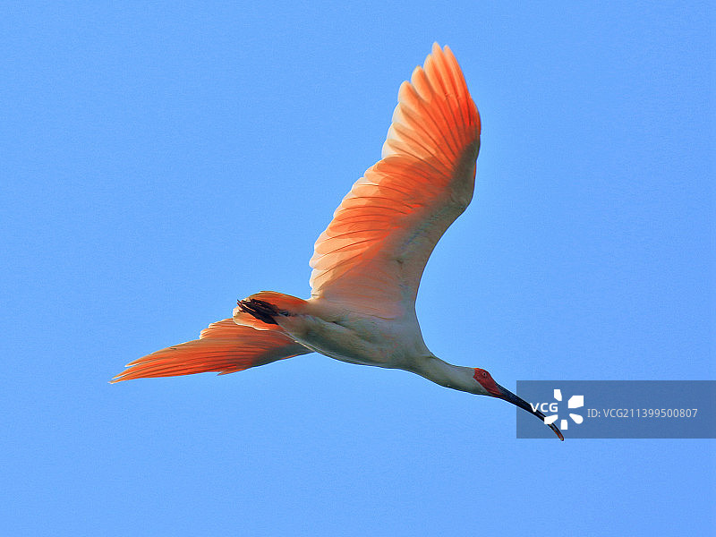 珍稀鸟类 朱鹮图片素材