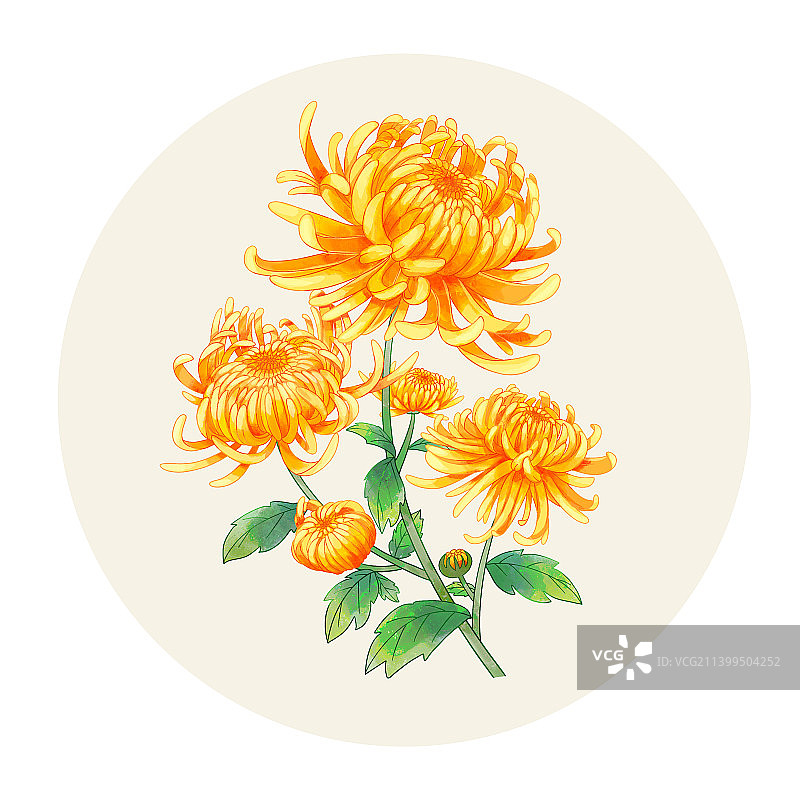 手绘水彩花卉菊花金丝皇菊图片素材